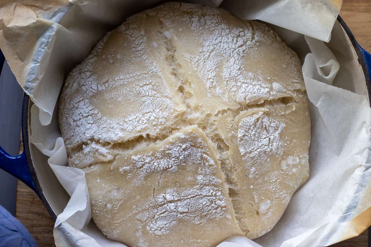 The sourdough loaf rose after baking in a Dutch oven with the lid on.